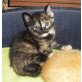 Pandorra, verspieltes Schildpatt-Katzenmädchen - Katze