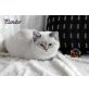 Pandur, Britisch Kurzhaarkatze - Kater
