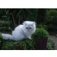 Pannucia of the Catsresidens, Perser Silber - Katze
