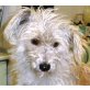 Panos, Terrier-Mischling - Rüde
