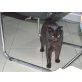 Pantera, Europäische Kurzhaarkatze - Kater