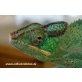 Pantherchamäleon - männlich
