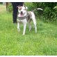 Pantherra, Staffordshire Terrier Mix Hündin sucht zuhaus - Hündin