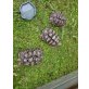 Pantherschildkröten