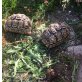 Pantherschildkröten