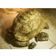 Pantherschildkröten
