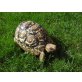 Pantherschildkröten - männlich