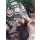 Pantherschildkröten - weiblich