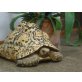 Pantherschildkröten - weiblich