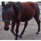 Paola, Deutsches Reitpony - Stute