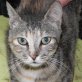 Paolina, verschmuste - Katze