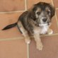 Paolo, Cocker-Spaniel-Mix - Rüde