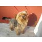 Papa Yorky, Yorkshire-Mix - Rüde