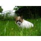 Papillon Welpen - Hündin