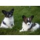 Papillon Welpen - Rüde