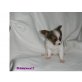 Papillonzwerge Bub und Mäderl sind auf Suche!, Papillon - Rüde