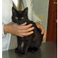 Pappi, schwarzer - Kater