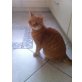 Paprika, Europäische Kurzhaarkatze - Katze