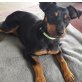 👍Paquita🐶Pinscher Mischlingsmädchen sucht, Pinscher Mischlingsmädchen - Hündin