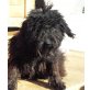 Paris 2, Pudel-Terrier-Mischlingshündin - Hündin