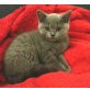 Paris, Britisch Kurzhaarkatze - Katze