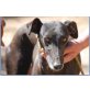 Paris, Galgo Español - Hündin