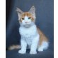 Paris, Maine Coon - Kater