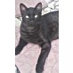 Paris, Mischling - Kater