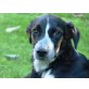 Paris, Segugio  Hütehund Mix - Hündin
