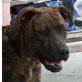 Paris, dt. Boxer - Malinois Mix - Hündin