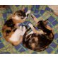 Paris und Beyonce, 2 süße Glückskatzen - Katze