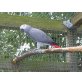 Parrot, Graupapagei - weiblich