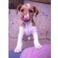 Parson-Russel-Biewer-Yorkshire-Terrier Welpen - Hündin