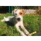 Parson-Russell-Terrier - Hündin