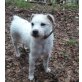 Parson-Russell-Terrier - Hündin