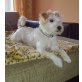 Parson-Russell-Terrier - Rüde