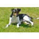 Parson-Russell-Terrier - Rüde