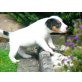 Parson-Russell-Terrier Welpen - Hündin