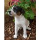 Parson-Russell-Terrier Welpen - Hündin