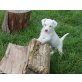 Parson-Russell-Terrier Welpen - Hündin