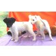 Parson-Russell-Terrier Welpen - Hündin