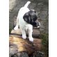 Parson-Russell-Terrier Welpen - Hündin