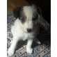 Parson-Russell-Terrier Welpen - Hündin