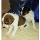 Parson-Russell-Terrier Welpen - Hündin