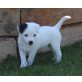 ..., Parson-Russell-Terrier Welpen - Hündin