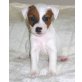 Parson-Russell-Terrier Welpen - Rüde
