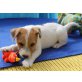 Parson-Russell-Terrier Welpen - Rüde