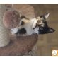 Parvati, Europäische Kurzhaarkatze - Katze