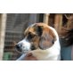 Pascal, Beagle-Mischling - Rüde