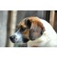 Pascal, Beagle Mischlingsrüde - Rüde